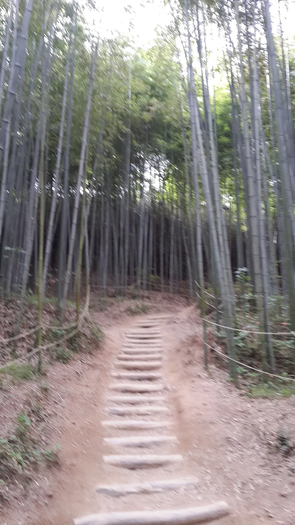Bamboo forest in Damyang
