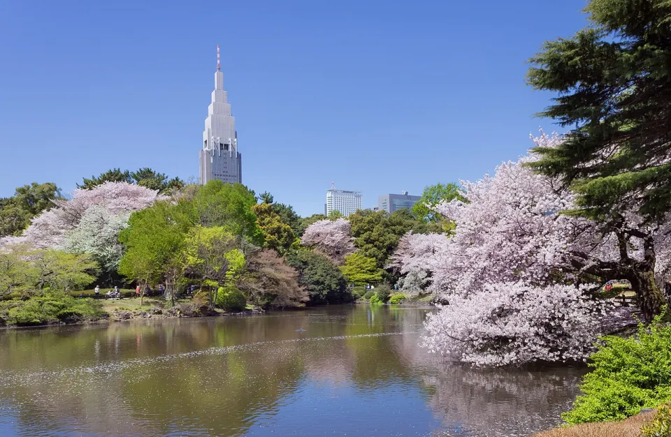 Trees in Shinjuku Gyoen